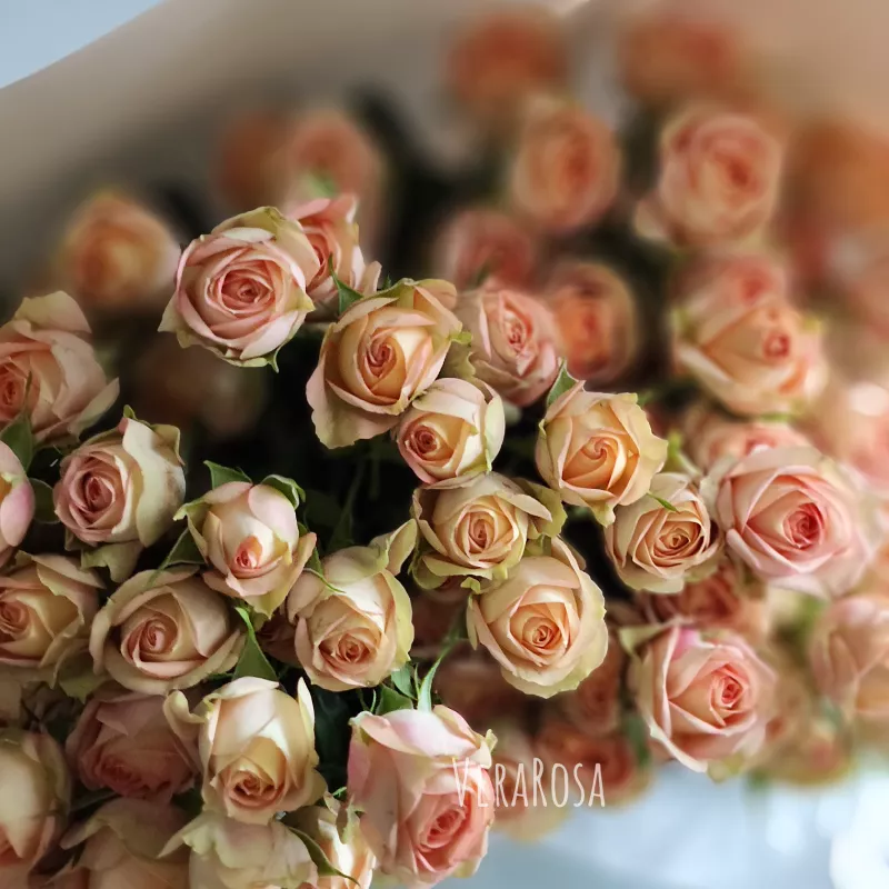 Монобукет из 19 кустовых роз Априкот  3